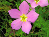 Texas Star (Sabatia campestris)