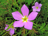 Texas Star (Sabatia campestris)