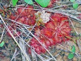 Dwarf Sundew