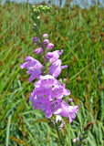 False Dragonhead