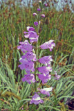 False Dragonhead