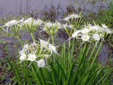 Spider Lilies