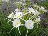 Spider Lilies