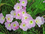 Showy Evening Primrose (Oenothera speciosa)