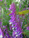 vetch species