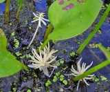 American Frogbit (Limnobium spongia)