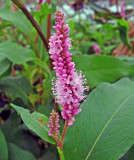 Smartweed (Polygonum amphibium)