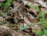 Southern Twayblade