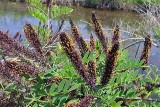 False Indigo (Amorpha fruiticosa)