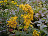 Goldentop