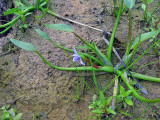 Heteranthera limosa