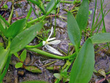 Heteranthera limosa