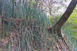 horsetail
