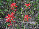 Indianpaintbrush