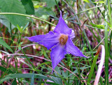 leatherflower