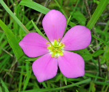 Texas Star (Sabatia campestris)