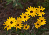 Swamp Sunflower (Helianthus angustifolilus)