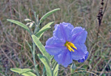 Silverleaf Nightshade (Solanum elaeagnifolium)
