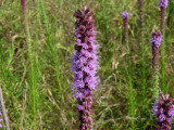 Liatris pycnostachya