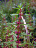 Long-leafed Ammania