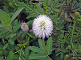Sensitive Briar (white form)