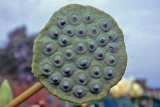 American Lotus (Nelumbo lutea)
