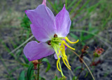 Maryland Meadow-beauty (Rhexia mariana)