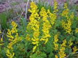 Corydalis species