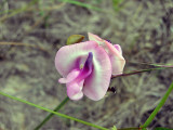Wild Bean (Strophostyles umbellata)