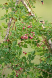 Peppervine