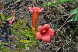 Trumpet Creeper