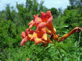 Trumpet Creeper