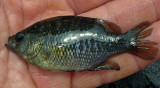 Bantam Sunfish