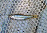 Bullhead Minnow (Pimephales vigilax)