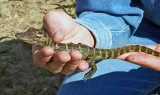 American Alligator hatchling