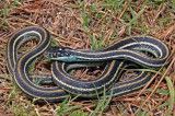 Orange-striped Ribbon Snake