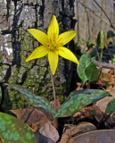 Yellow Trout Lily (Erythronium rostratum)