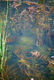 Underwater Garden