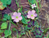 Wood Sorrel