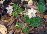 Rue Anemone