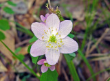 Rue Anemone