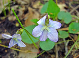 Viola missouriensis