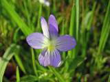 Johnny Jump-Up (Viola bicolor)