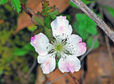 Dewberry