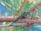 Cyrano Darner