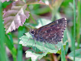 Bells Roadside Skipper