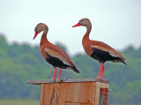 Black-bellied Whistling Ducks