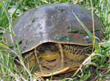 Western Chicken Turtle