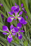 Southern Blue Flag (Iris virginica) 