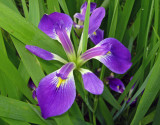 Southern Blue Flag (Iris virginica)